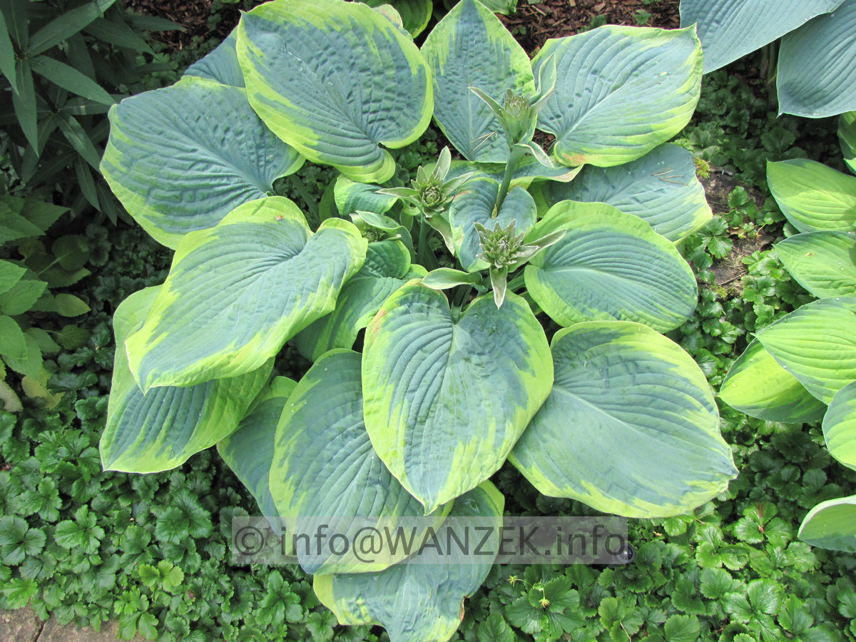 Hosta tokudama flavo-circinalis 04.JPG